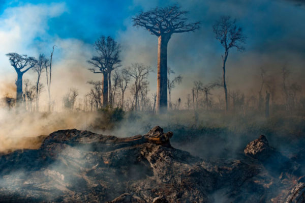 Imagem chocante de uma floresta em cinzas com bastante fumaça