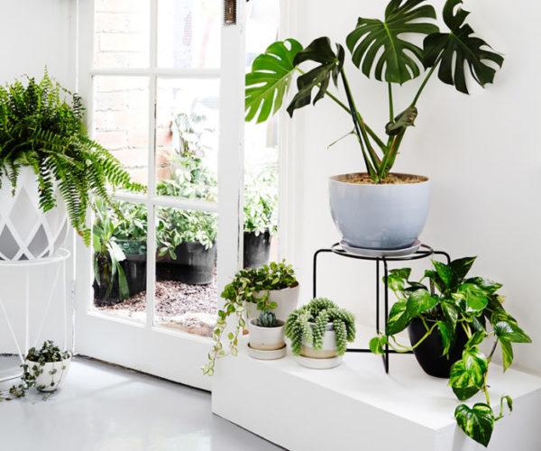 Plantas dentro de casa – Escolha, organização e o que não fazer